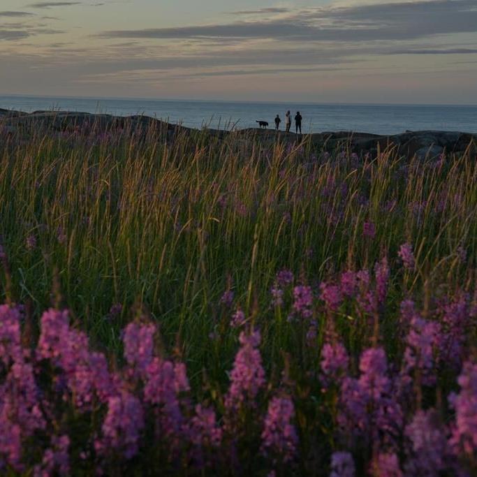 As warming threatens polar bear tourism, a ɫtv town adapts and thrives